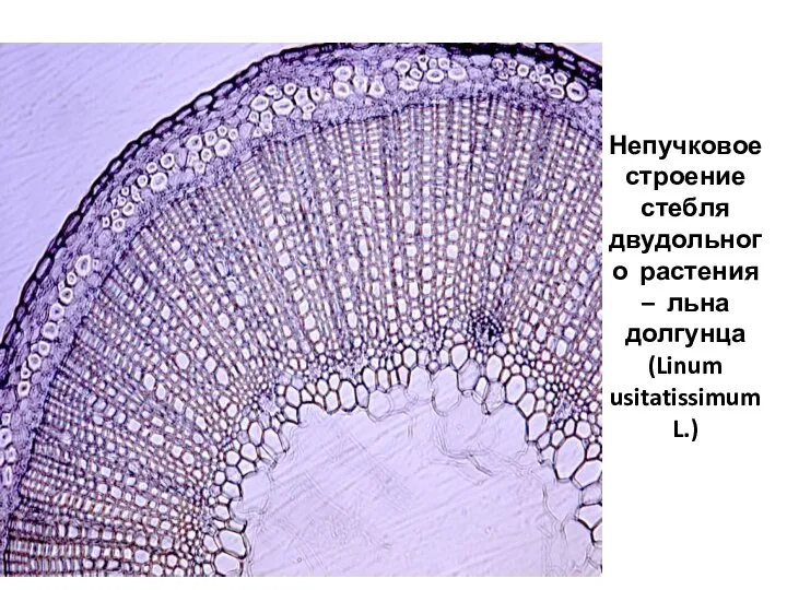 Непучковое строение стебля двудольного растения – льна долгунца (Linum usitatissimum L.)