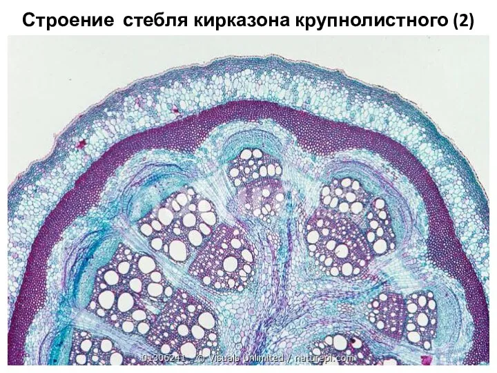 Строение стебля кирказона крупнолистного (2)