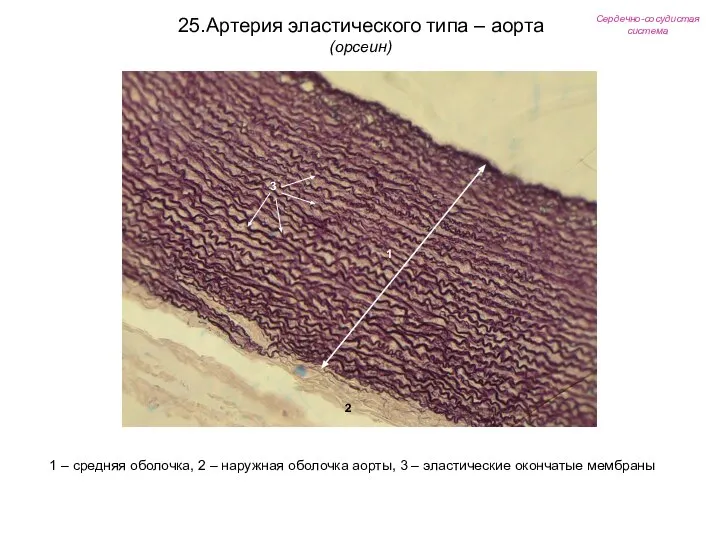 Сердечно-сосудистая система