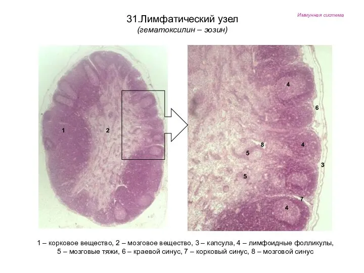 Иммунная система