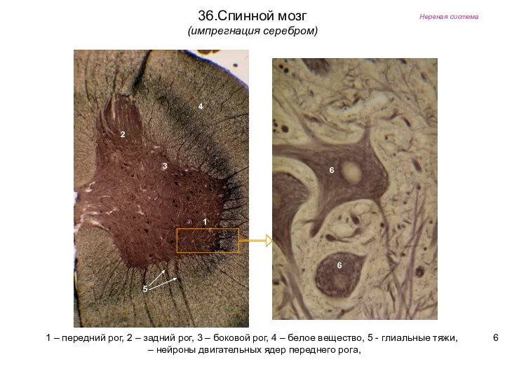 Нервная система