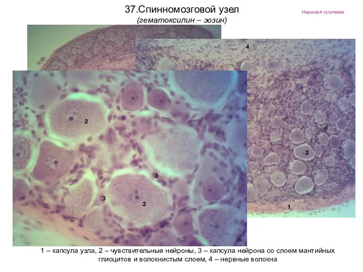 Нервная система