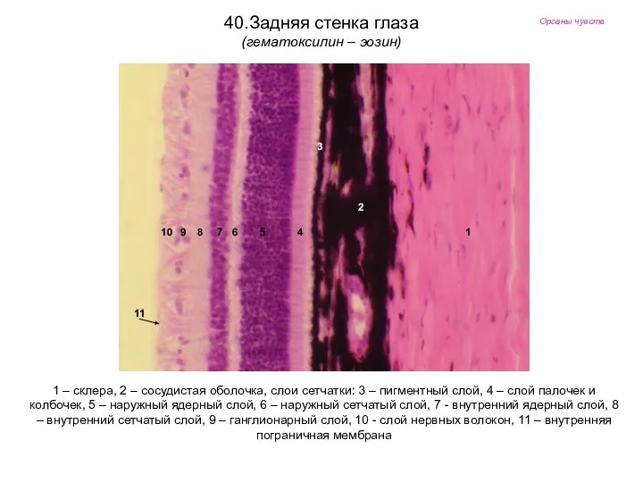 Органы чувств