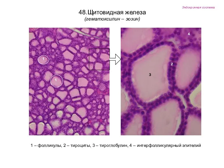 Эндокринная система