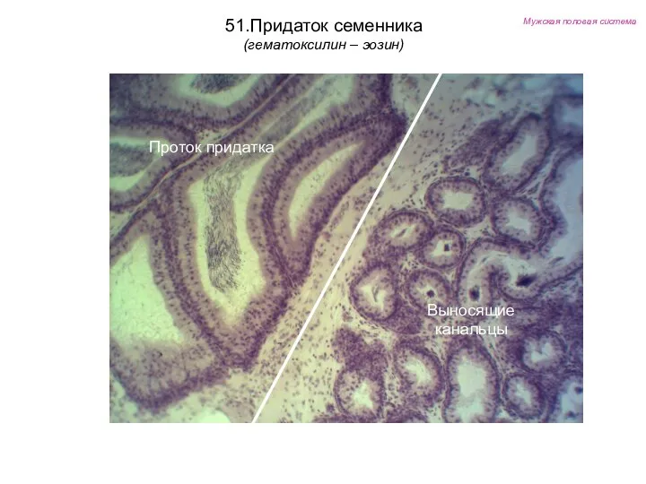 Мужская половая система