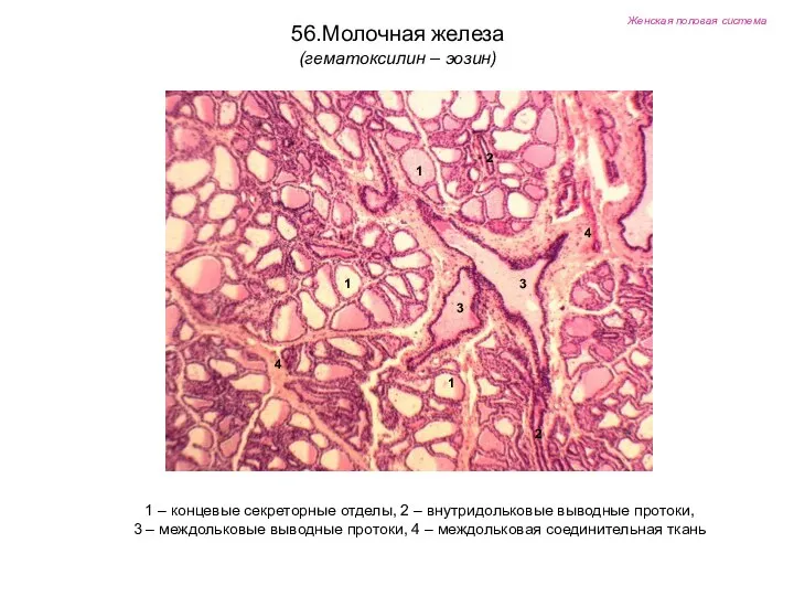 Женская половая система