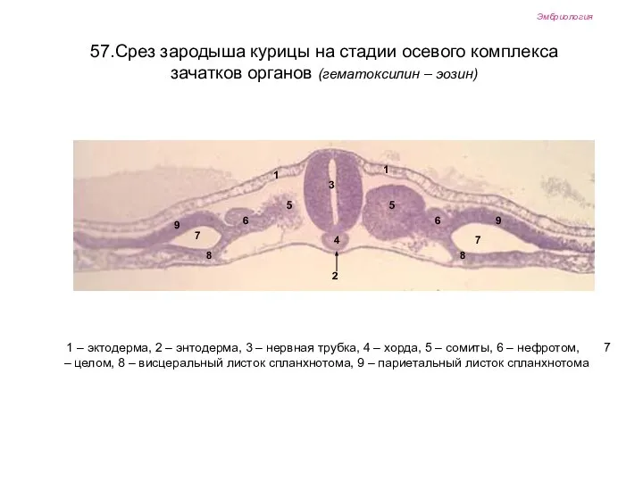 Эмбриология