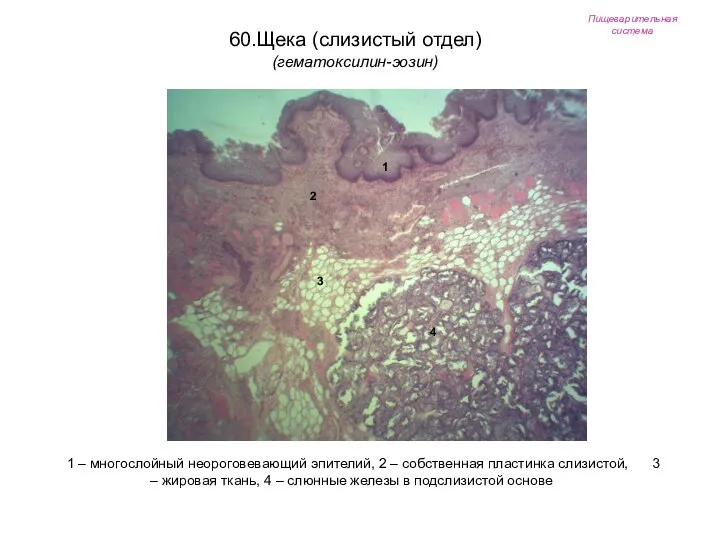 Пищеварительная система