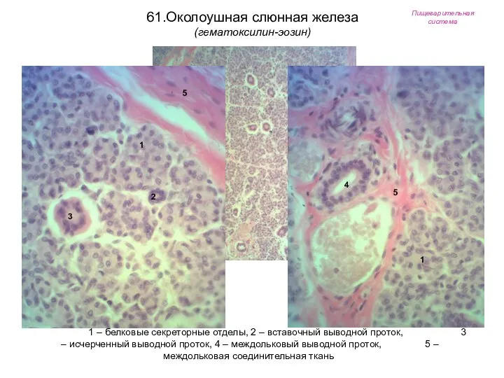 Пищеварительная система