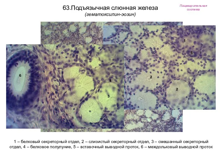 Пищеварительная система