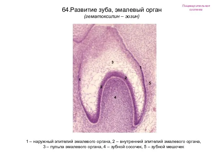 Пищеварительная система