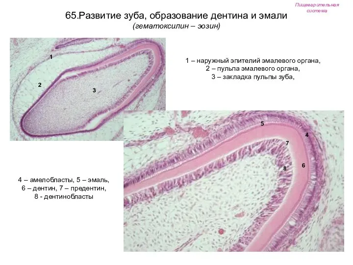 Пищеварительная система