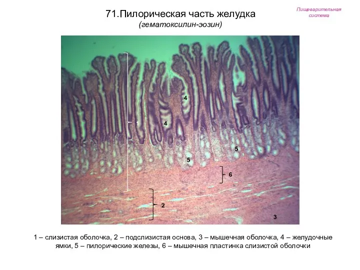 Пищеварительная система