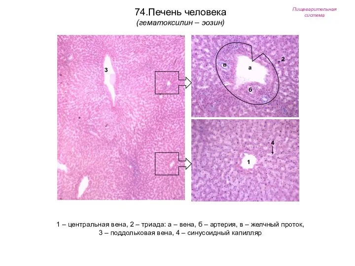 Пищеварительная система