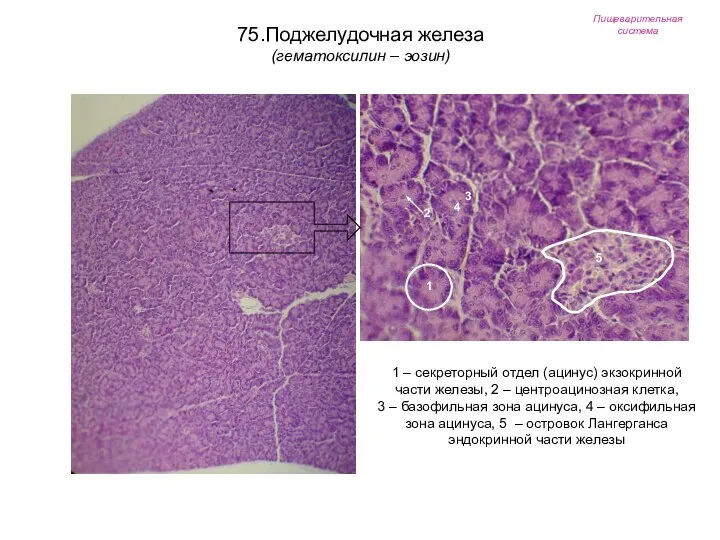 Пищеварительная система