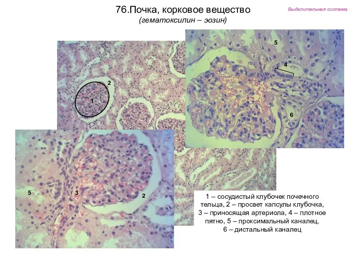 Выделительная система