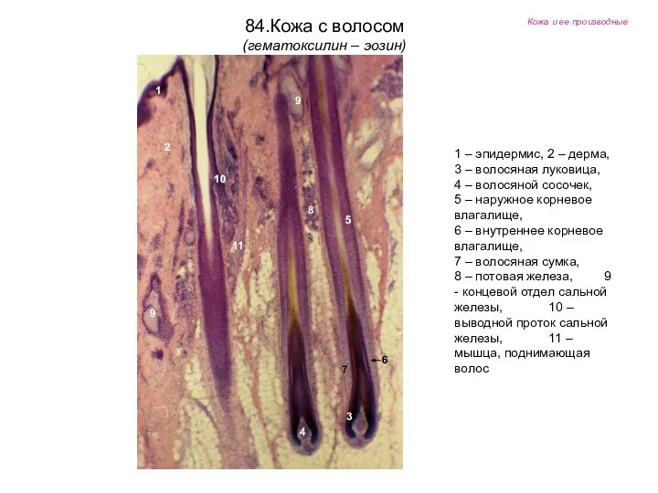 Кожа и ее производные