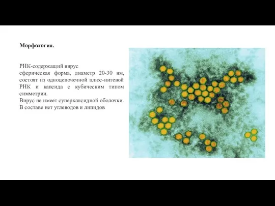 Морфология. РНК-содержащий вирус сферическая форма, диаметр 20-30 нм, состоят из одноцепочечной плюс-нитевой