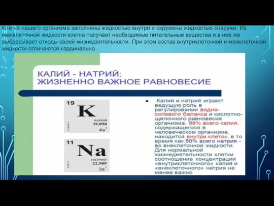 Клетки нашего организма заполнены жидкостью внутри и окружены жидкостью снаружи. Из межклеточной