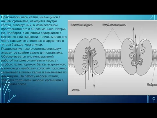 Практически весь калий, имеющийся в нашем организме, находится внутри клеток, а вокруг