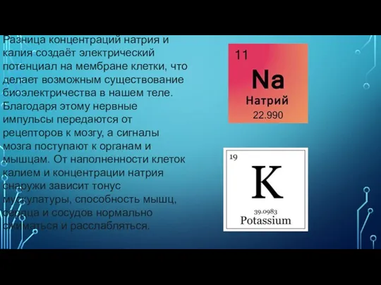 Разница концентраций натрия и калия создаёт электрический потенциал на мембране клетки, что