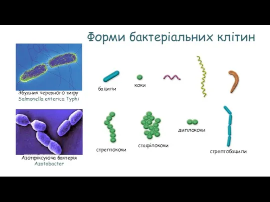 Форми бактеріальних клітин бацили коки стрептококи стафілококи диплококи Збудник черевного тифу Salmonella