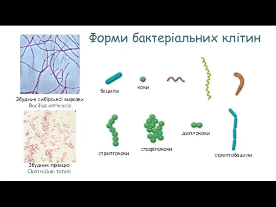 Форми бактеріальних клітин бацили коки стрептококи стафілококи диплококи Збудник сибірської виразки Bacillus