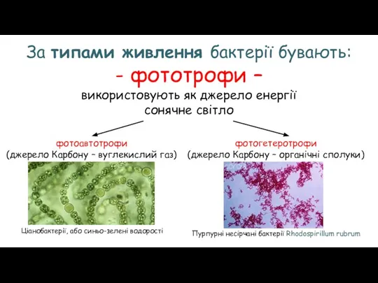 За типами живлення бактерії бувають: - фототрофи – використовують як джерело енергії