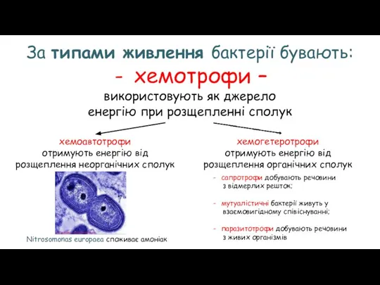 За типами живлення бактерії бувають: хемотрофи – використовують як джерело енергію при