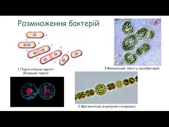 Розмноження бактерій 1.Поділ клітини навпіл (бінарний поділ) 2.Фрагментація за рахунок гетероцист 3.Множинний поділ у ціанобактерій