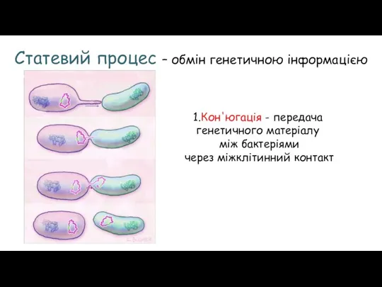 Статевий процес – обмін генетичною інформацією 1.Кон'югація - передача генетичного матеріалу між бактеріями через міжклітинний контакт