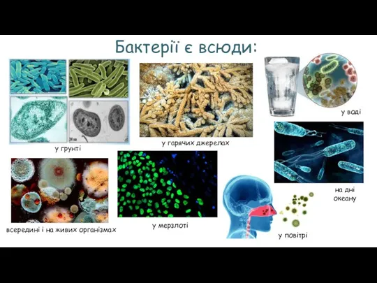 Бактерії є всюди: у грунті у воді у повітрі всередині і на