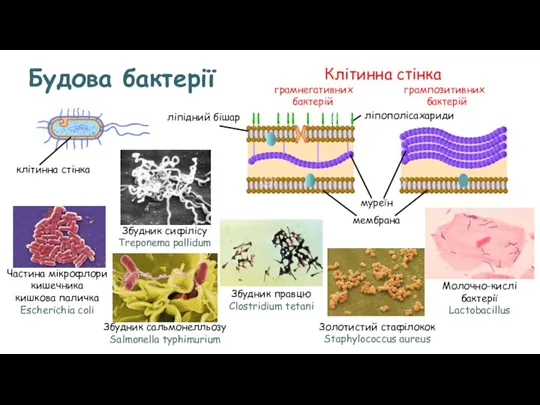 Будова бактерії клітинна стінка Клітинна стінка грамнегативних грампозитивних бактерій бактерій муреїн мембрана
