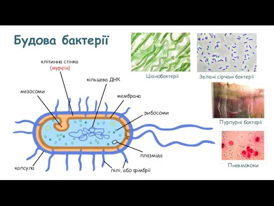 Будова бактерії мембрана мезосоми Ціанобактерії Зелені сірчані бактерії Пурпурні бактерії клітинна стінка