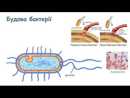 Будова бактерії Грамнегативні бактерії Грампозитивні бактерії Azotobacter джгутик