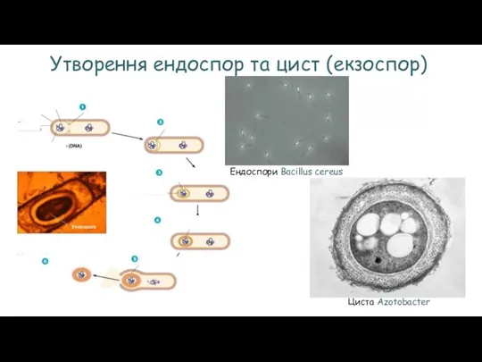 Утворення ендоспор та цист (екзоспор) Циста Azotobacter Ендоспори Bacillus cereus