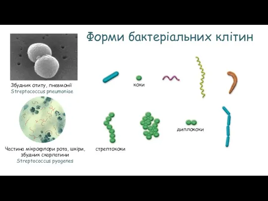 Форми бактеріальних клітин коки стрептококи диплококи Збудник отиту, пневмонії Streptococcus pneumoniae Частина