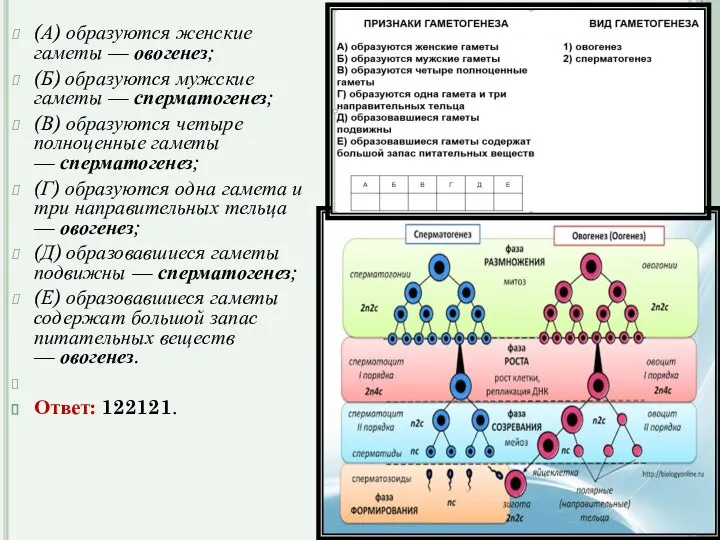 (А) образуются женские гаметы — овогенез; (Б) образуются мужские гаметы — сперматогенез;