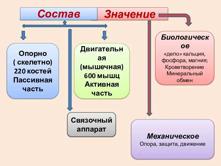 Значение Опорно ( скелетно) 220 костей Пассивная часть Двигательная (мышечная) 600 мышц