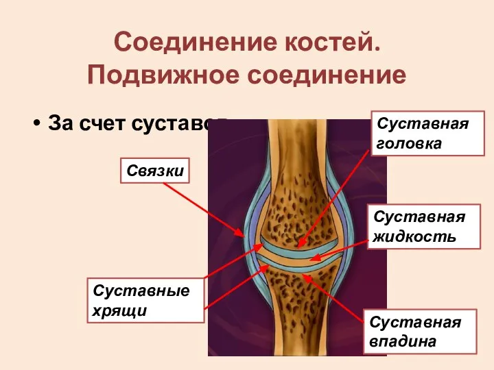 Соединение костей. Подвижное соединение За счет суставов Суставная головка Суставная жидкость Суставная впадина Связки Суставные хрящи