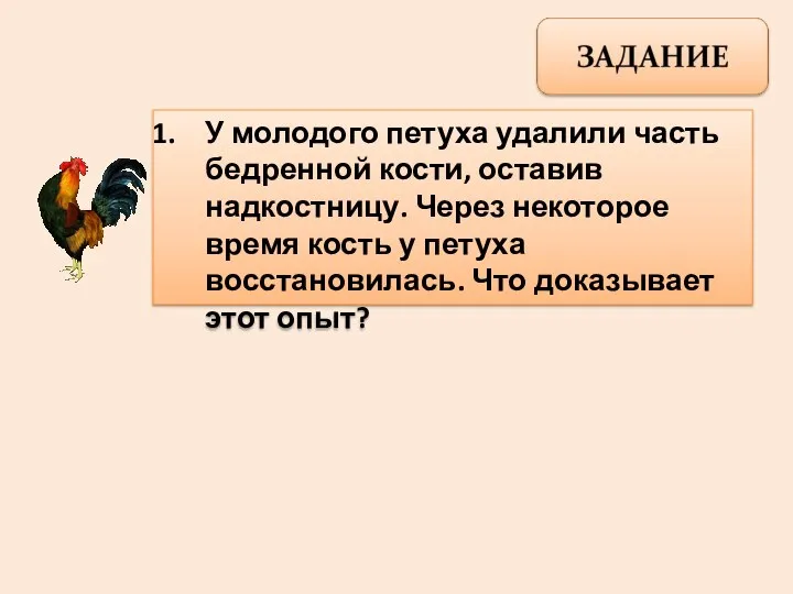 У молодого петуха удалили часть бедренной кости, оставив надкостницу. Через некоторое время