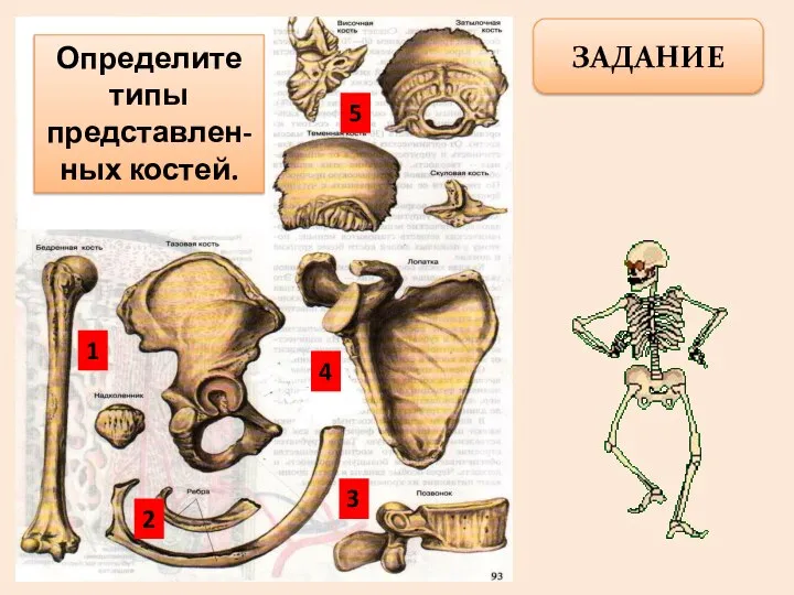 ЗАДАНИЕ Определите типы представлен-ных костей. 5 1 4 3 2