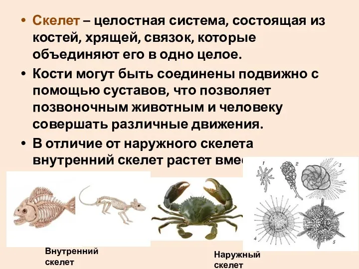 Скелет – целостная система, состоящая из костей, хрящей, связок, которые объединяют его