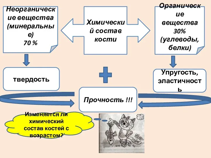 Химический состав кости Органические вещества 30% (углеводы, белки) Неорганические вещества (минеральные) 70