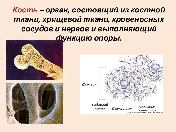 Кость – орган, состоящий из костной ткани, хрящевой ткани, кровеносных сосудов и