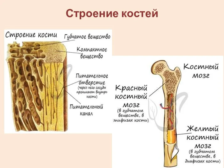 Строение костей