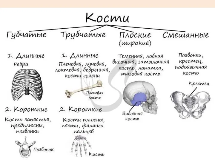 Типы костей губчатые Длинные (ребра, грудина) Короткие (позвонки)