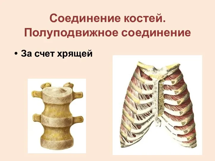 Соединение костей. Полуподвижное соединение За счет хрящей