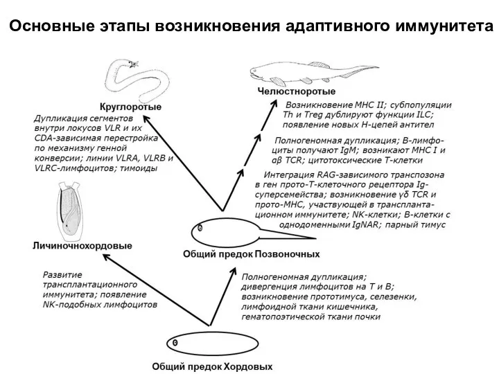 Основные этапы возникновения адаптивного иммунитета