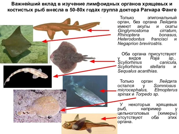 Только эпигональный орган, без органа Лейдига имеют акулы и скаты Ginglymostoma cirratum,